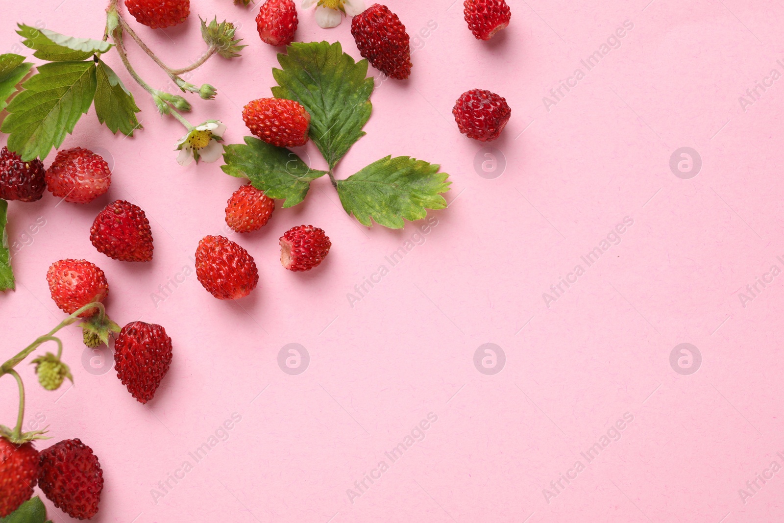 Photo of Wild strawberries, flowers and leaves on pink background, flat lay. Space for text