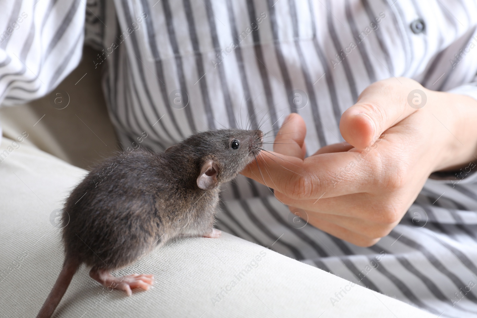 Photo of Woman with cute small rat on sofa, closeup view