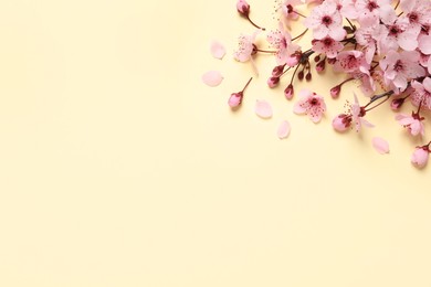 Photo of Cherry tree branch with beautiful pink blossoms on beige background, flat lay. Space for text