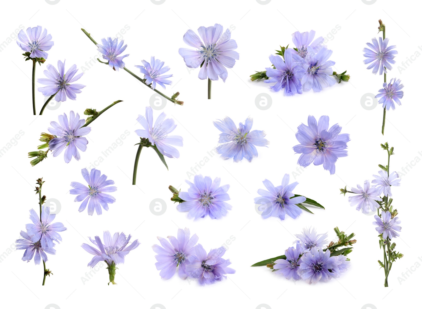 Image of Beautiful tender chicory flowers on white background, collage 