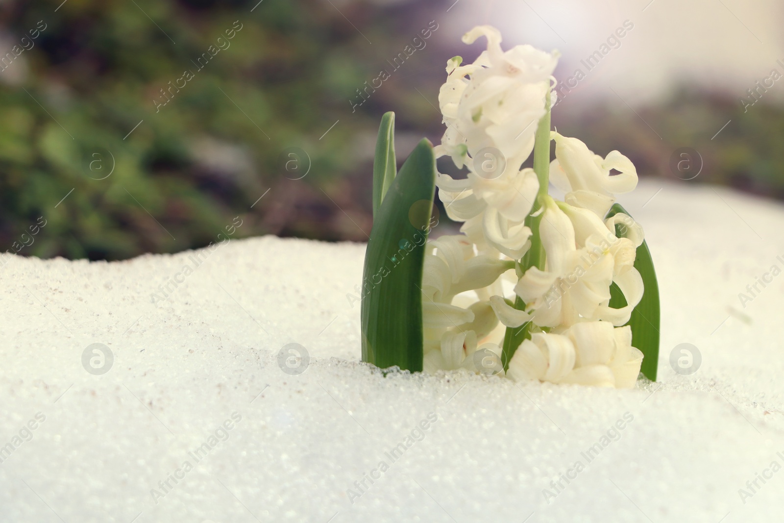 Photo of Beautiful white blooming hyacinth growing through snow outdoors, space for text. First spring flower