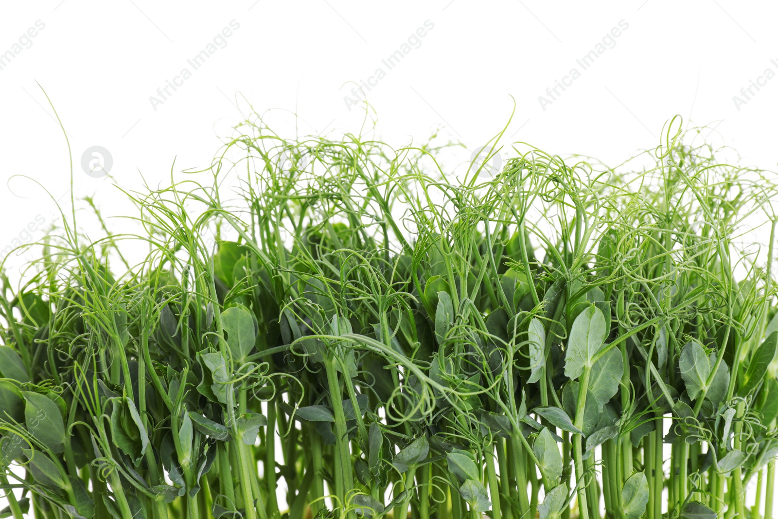 Photo of Fresh organic microgreen on white background, closeup