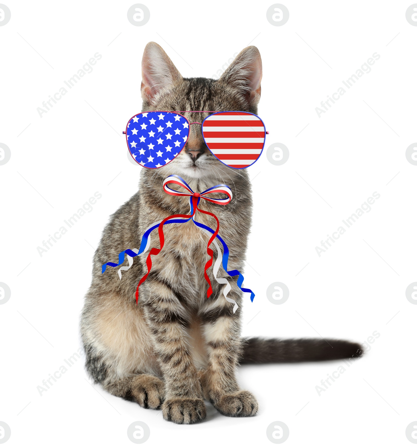 Image of Cute cat with sunglasses and bow on white background. Concept of federal holidays in USA