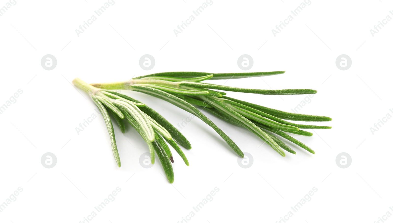 Photo of Fresh green rosemary isolated on white. Aromatic herb