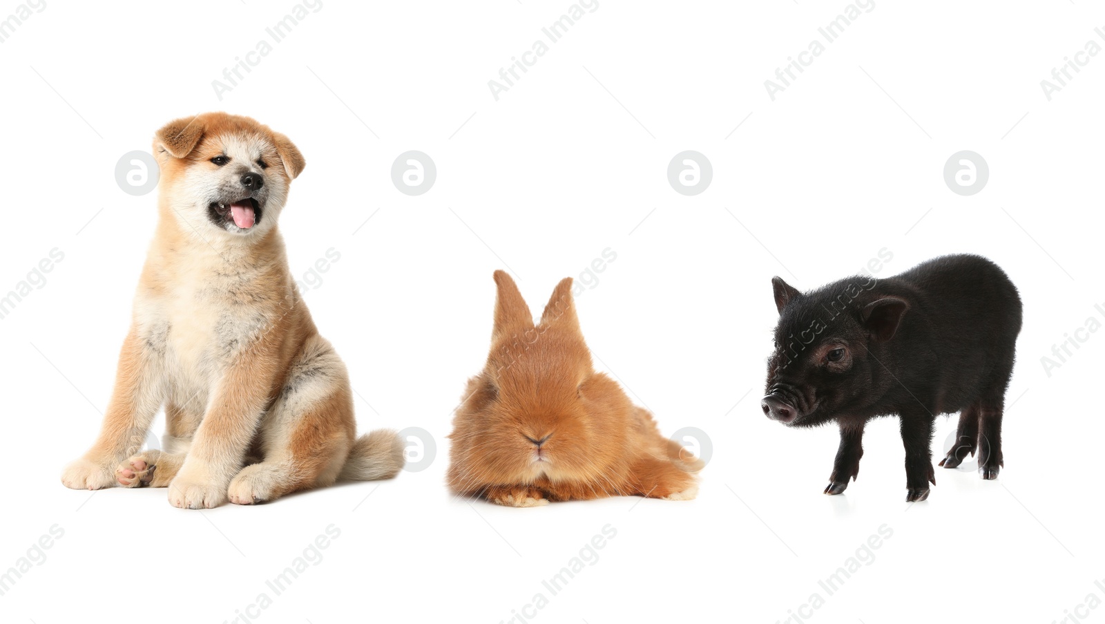 Image of Collage with different adorable baby animals on white background