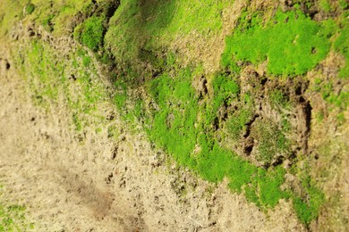 Photo of Textured wall with green moss outdoors, closeup