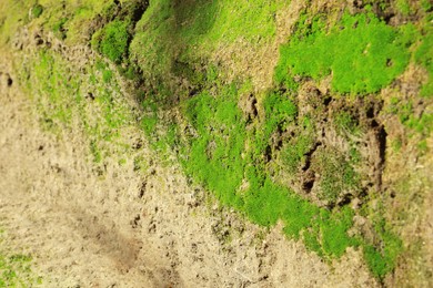 Textured wall with green moss outdoors, closeup