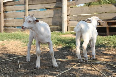 Photo of Cute domestic goats on farm. Animal husbandry