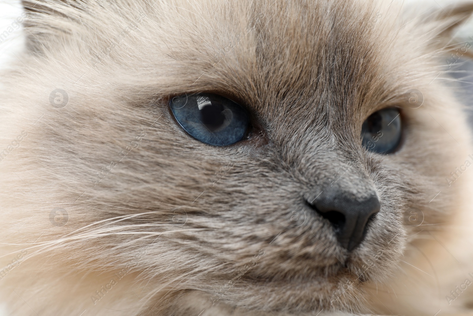 Photo of Birman cat with beautiful blue eyes, closeup