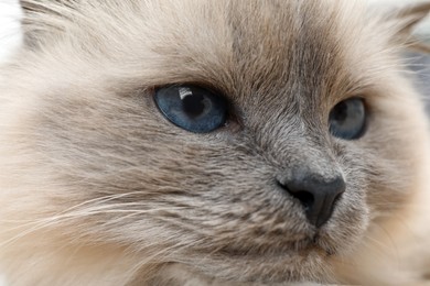 Photo of Birman cat with beautiful blue eyes, closeup