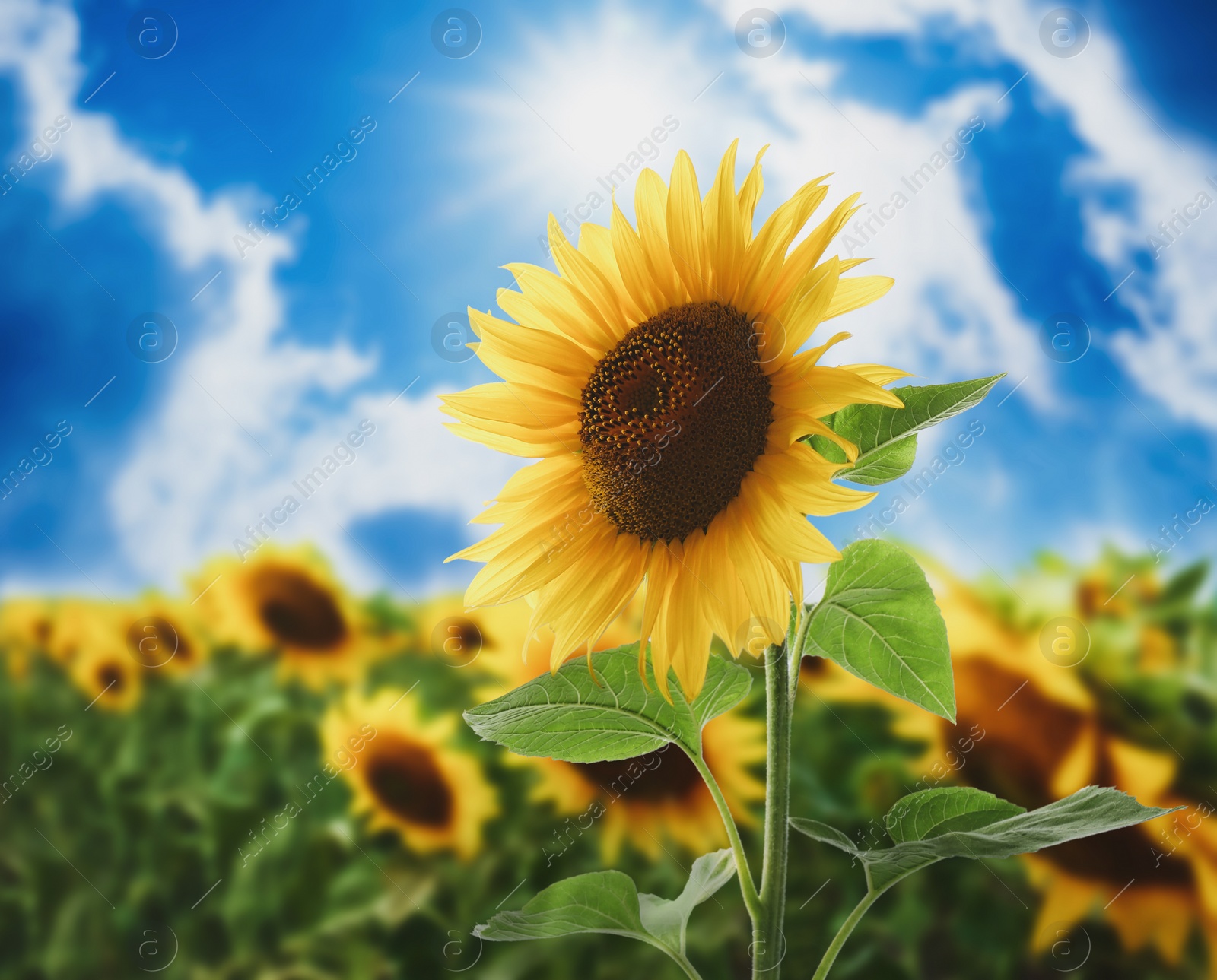 Image of Beautiful sunflower in field under blue sky 