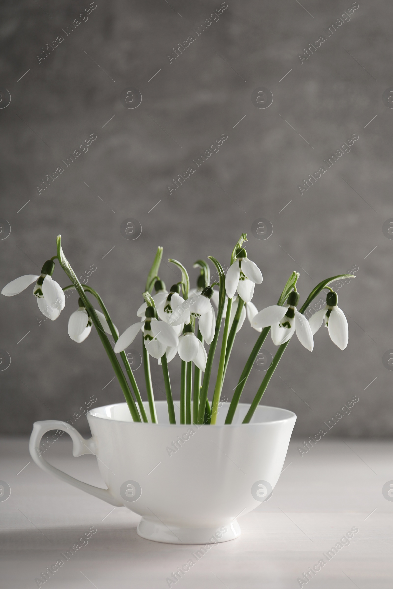 Photo of Beautiful snowdrop flowers in cup on white wooden table