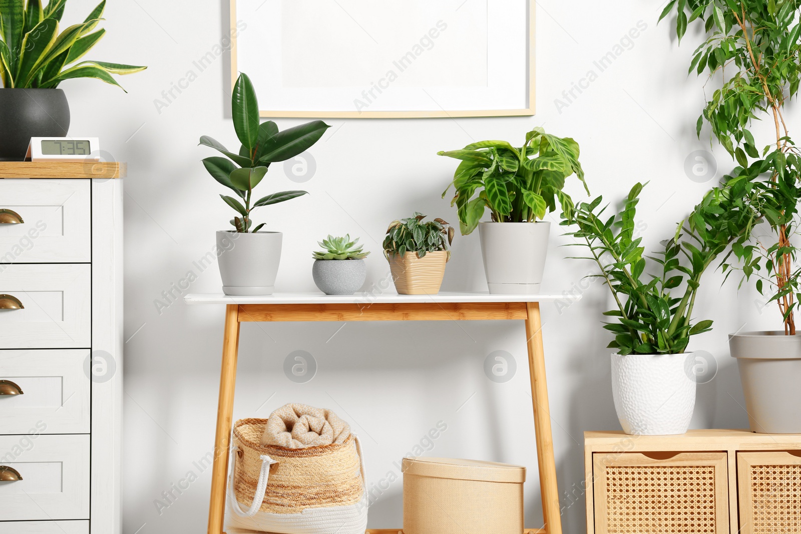 Photo of Stylish wooden furniture with beautiful green houseplants near white wall indoors. Interior design