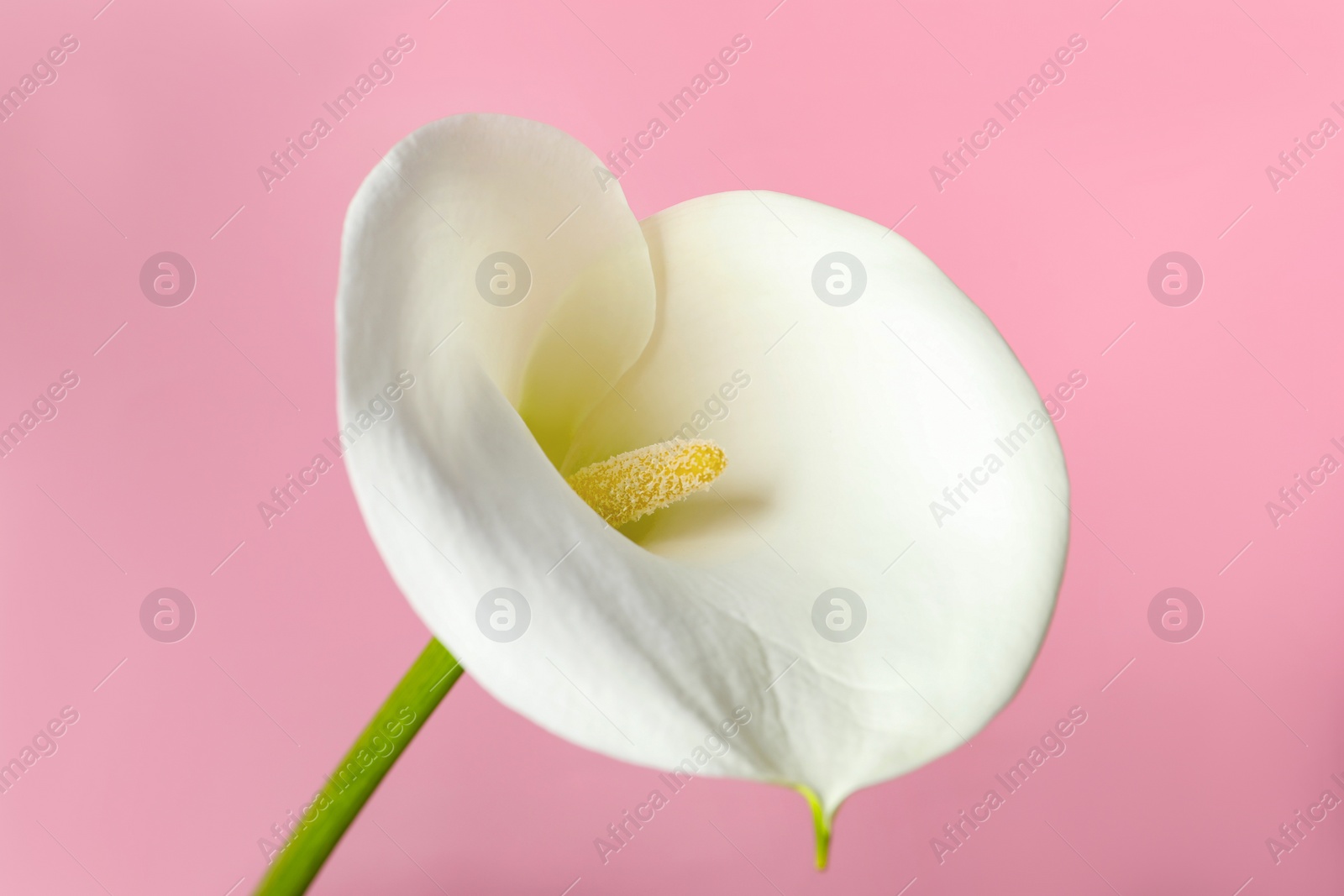 Photo of Beautiful calla lily flower on pink background, closeup