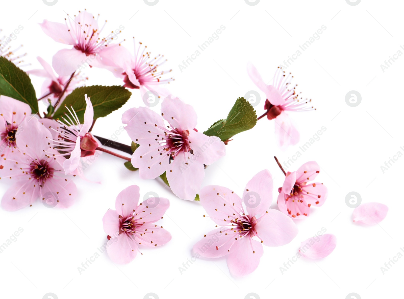 Photo of Sakura tree branch with beautiful pink blossoms isolated on white