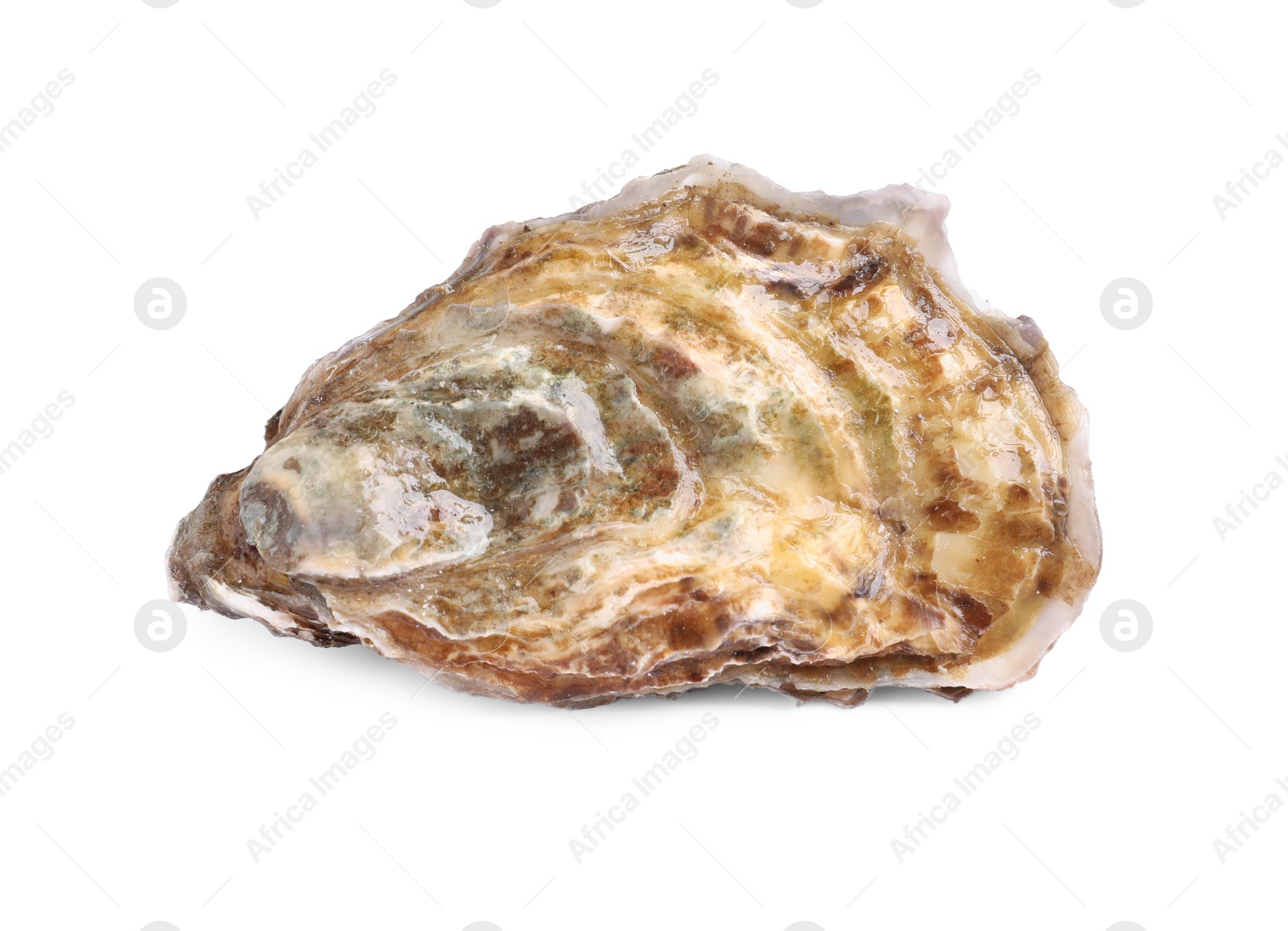 Photo of Fresh raw closed oyster isolated on white