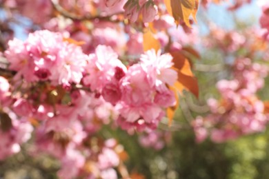 Blurred view of beautiful blossoming sakura tree outdoors. Bokeh effect