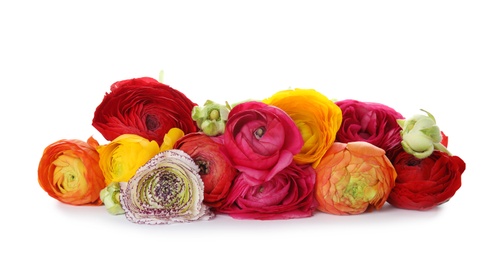 Photo of Beautiful spring ranunculus flowers isolated on white