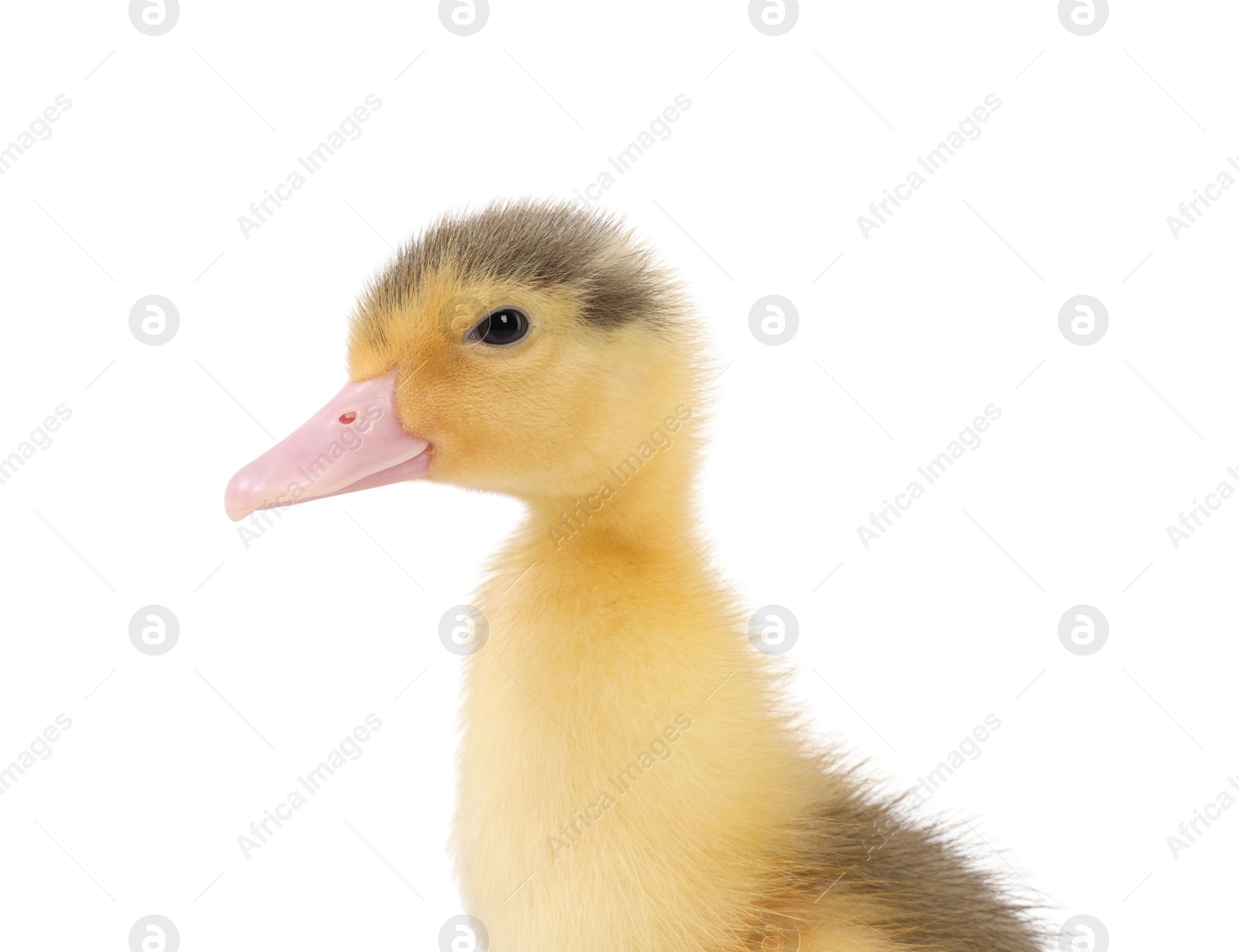 Photo of Baby animal. Portrait of cute fluffy duckling on white background