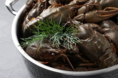 Photo of Fresh raw crayfishes with dill in pot, closeup