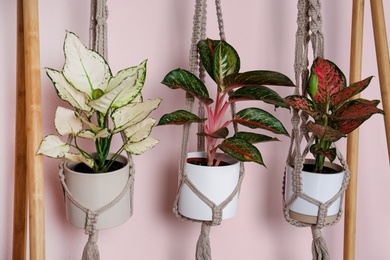 Beautiful houseplants hanging on wooden rack against pink background
