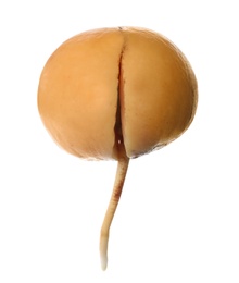 Photo of Avocado pit with sprout and root on white background