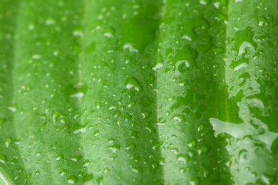 Photo of Macro view of water drops on green leaf