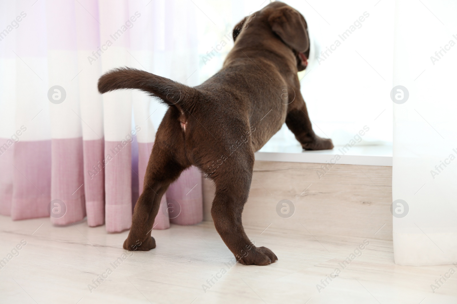 Photo of Chocolate Labrador Retriever puppy looking out window indoors
