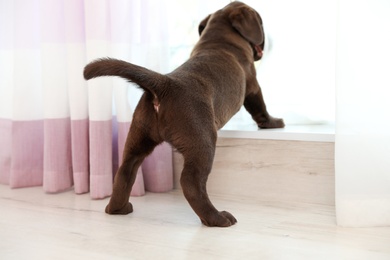 Chocolate Labrador Retriever puppy looking out window indoors