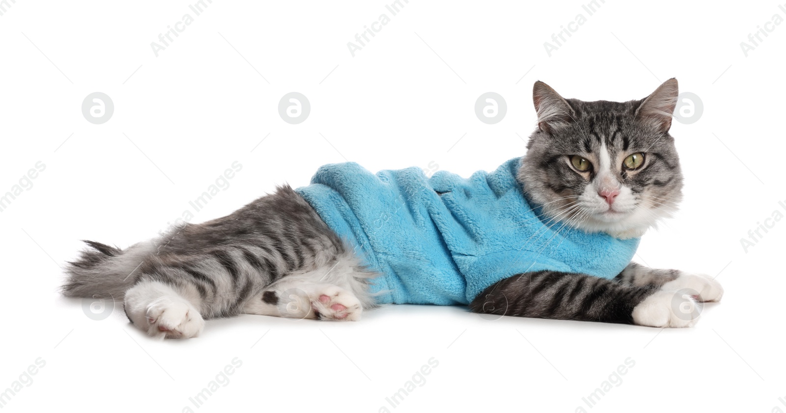 Photo of Cute cat wearing stylish pet clothes on white background