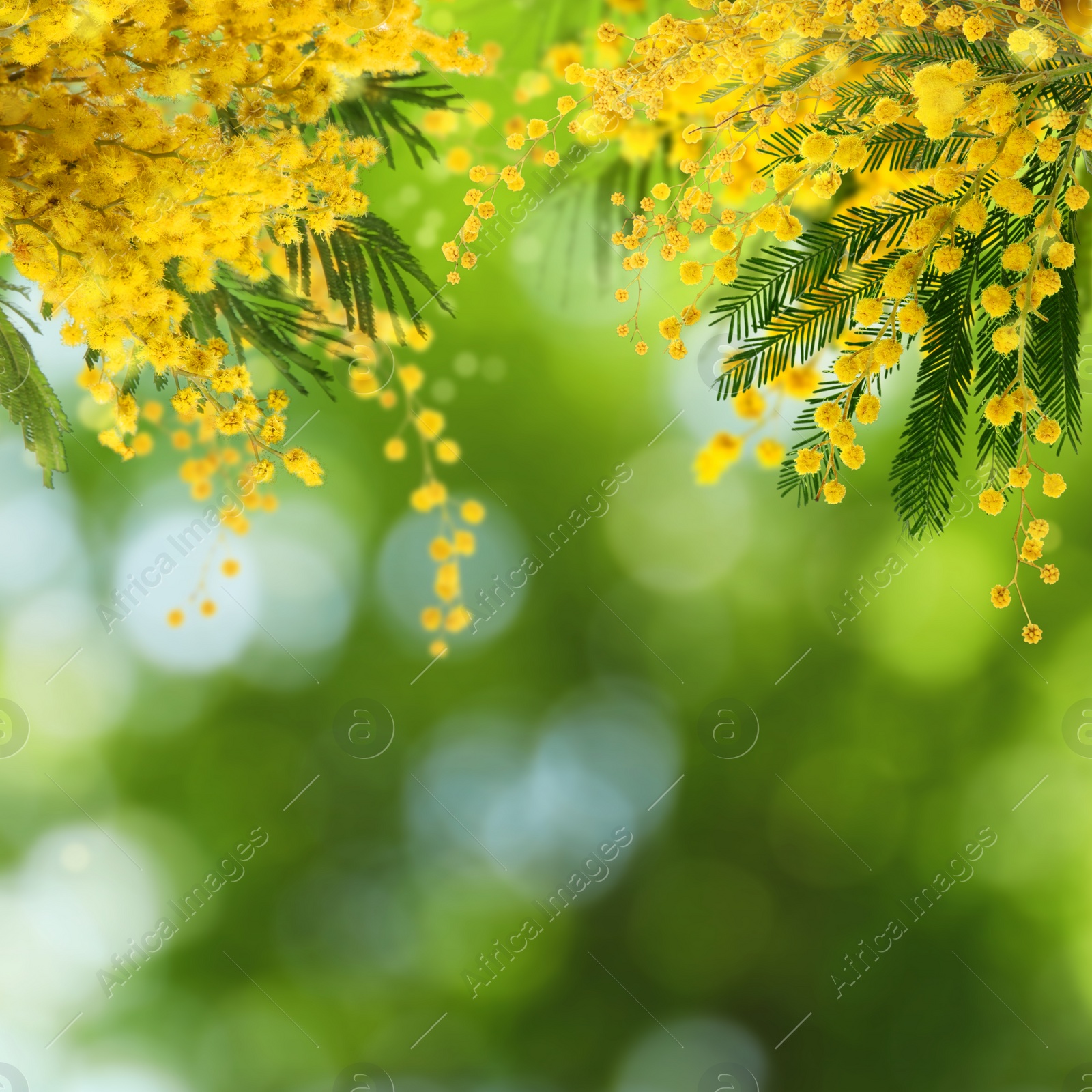 Image of Beautiful yellow mimosa flowers outdoors on sunny day. Bokeh effect