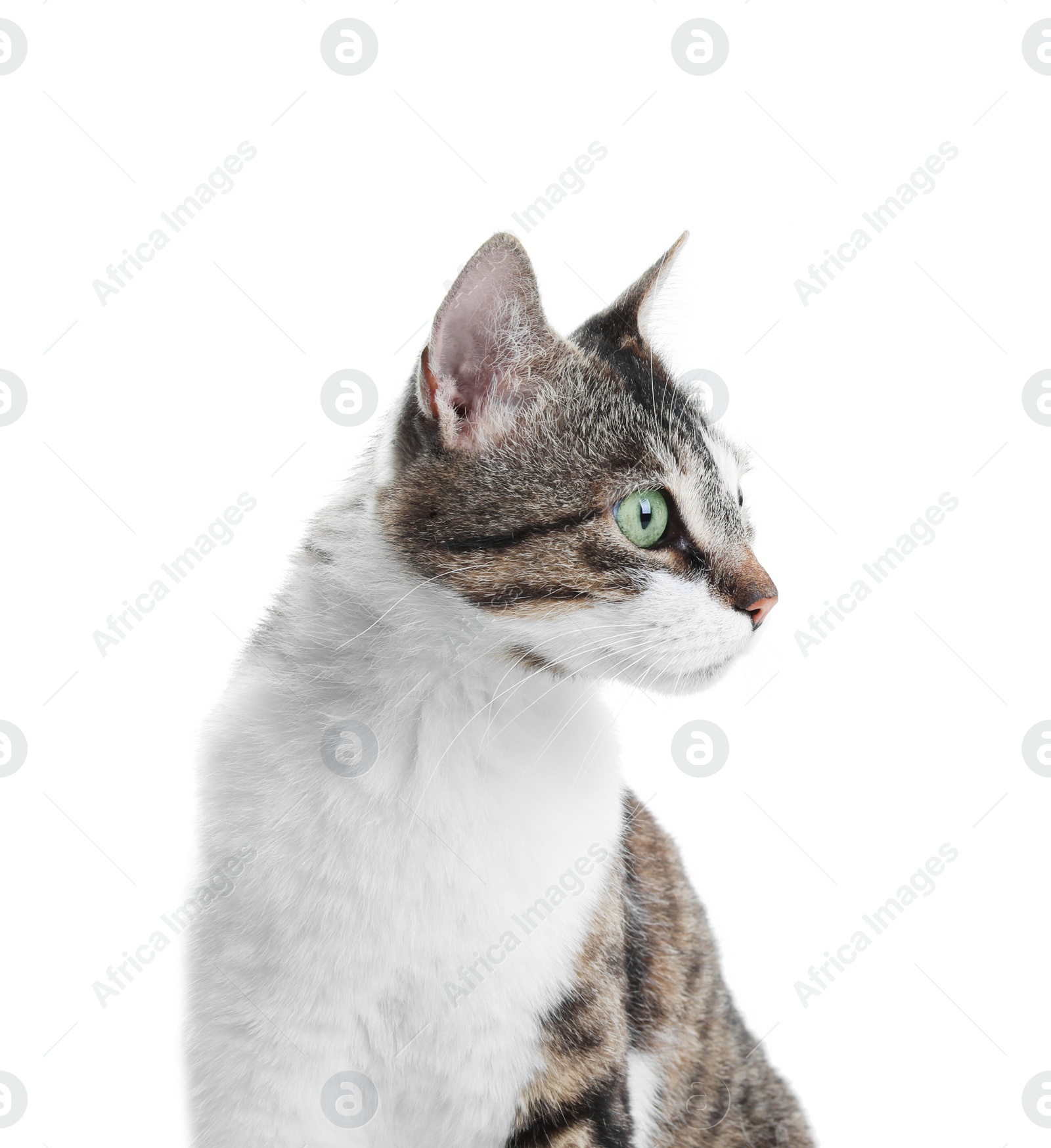 Photo of Portrait of cute cat on white background. Lovely pet