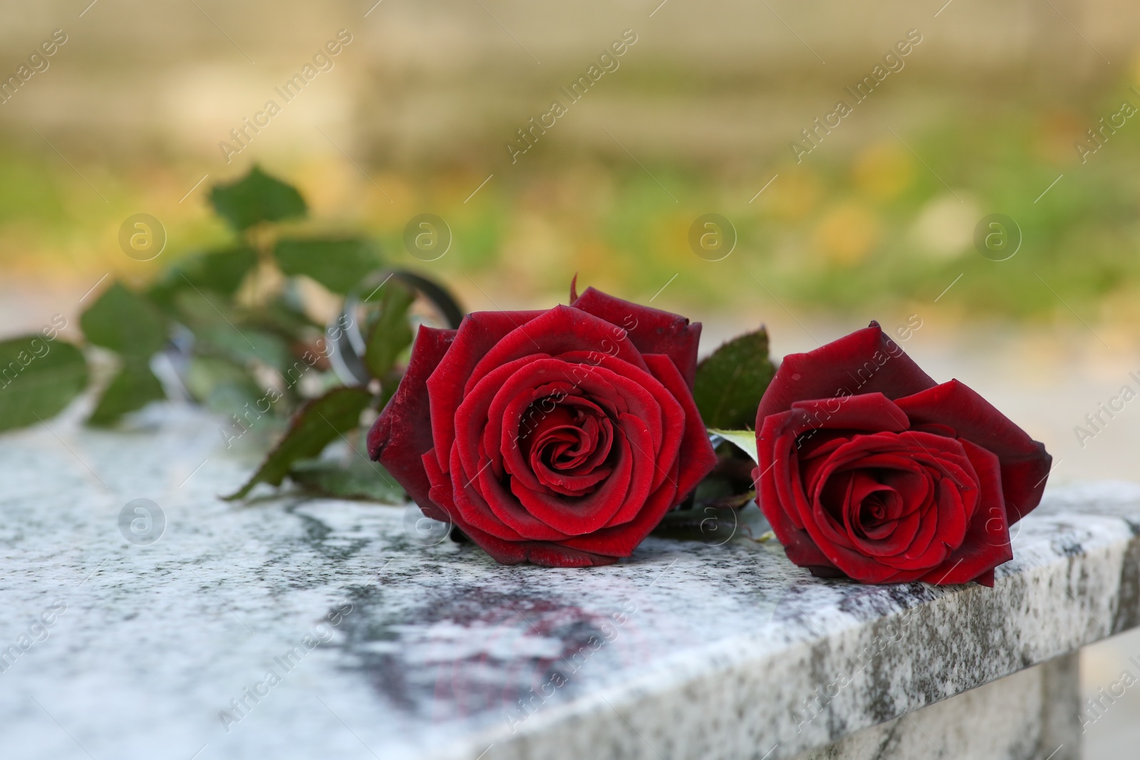 Photo of Red roses on granite tombstone outdoors. Funeral ceremony