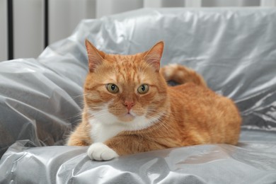Photo of Cute ginger cat resting on sofa covered with plastic film at home, closeup