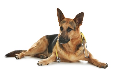 Cute dog with stethoscope as veterinarian on white background