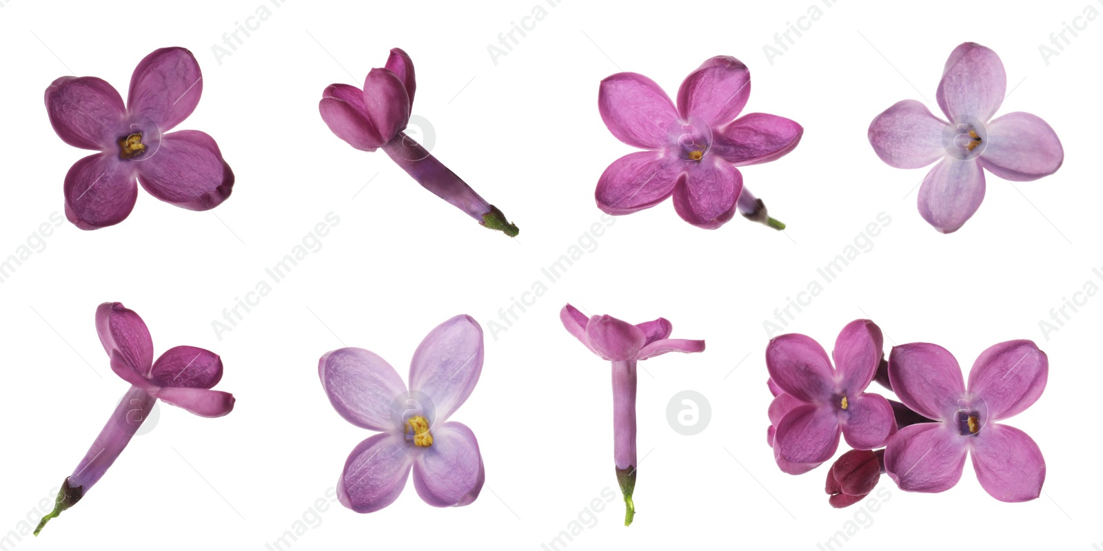 Image of Set of fragrant lilac flowers on white background, banner design 