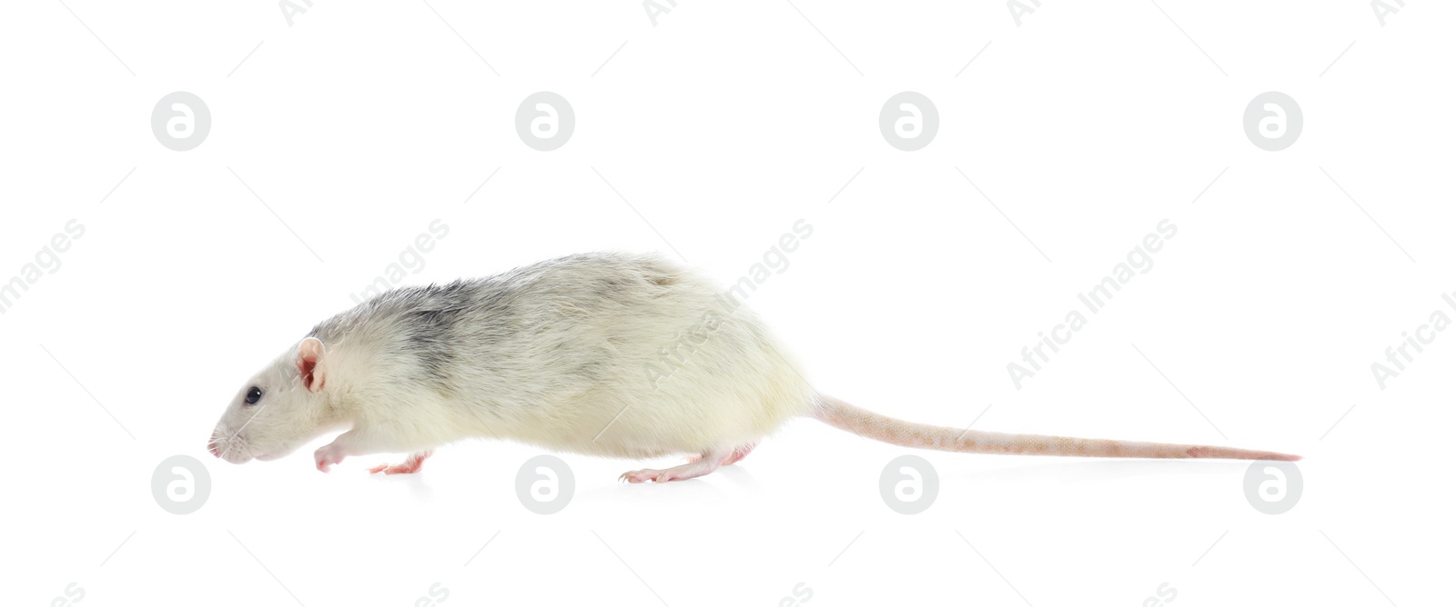 Photo of Cute rat on white background. Small rodent