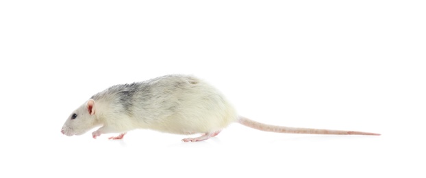 Photo of Cute rat on white background. Small rodent