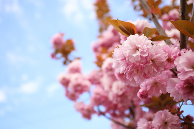 Photo of Closeup view of blossoming pink sakura tree outdoors