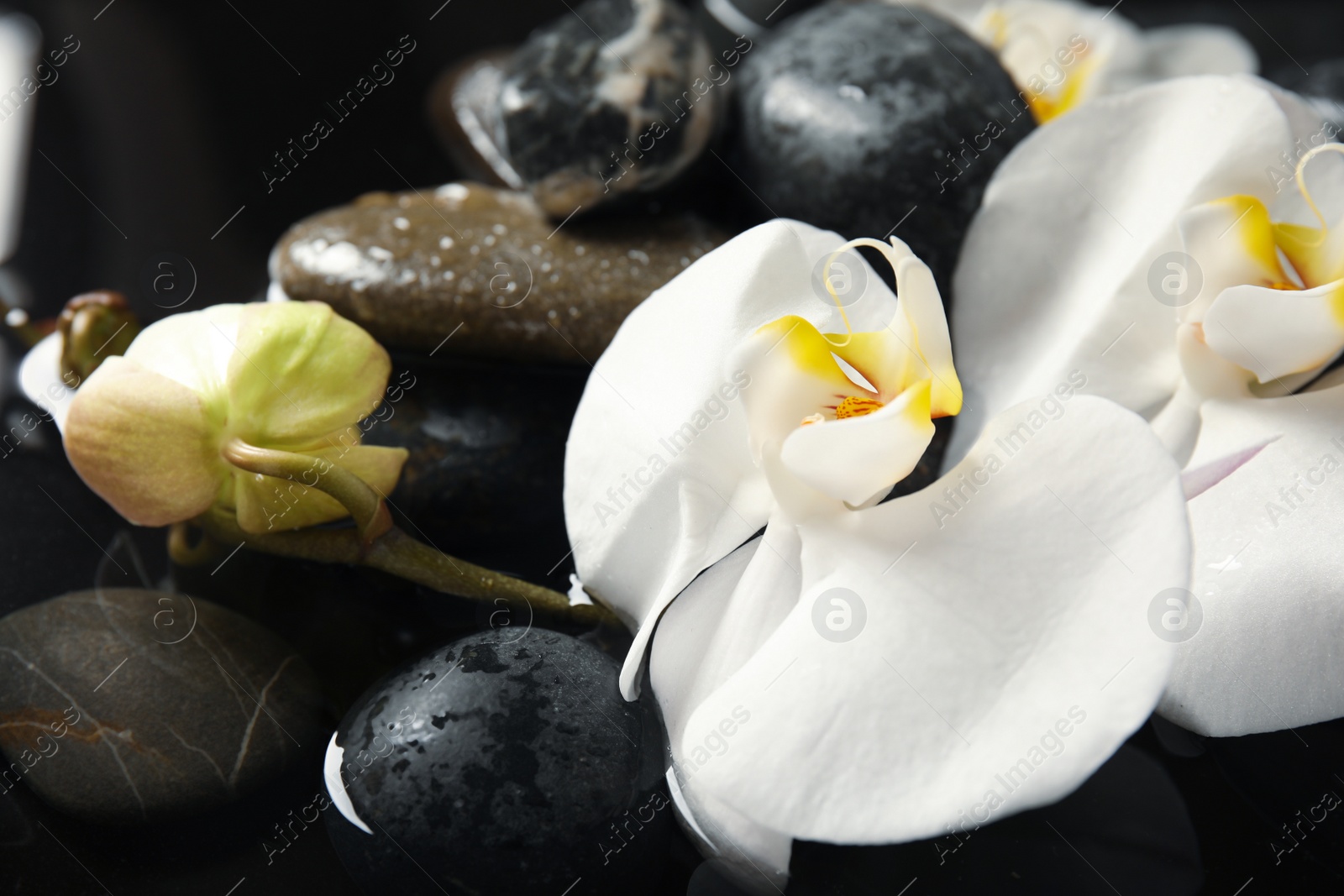 Photo of Spa stones and orchid flowers in water on black background, closeup. Zen lifestyle