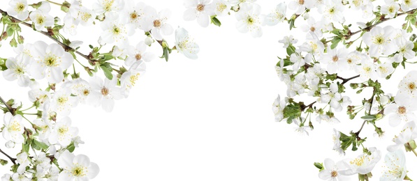 Amazing spring blossom. Tree branches with beautiful flowers on white background, banner design