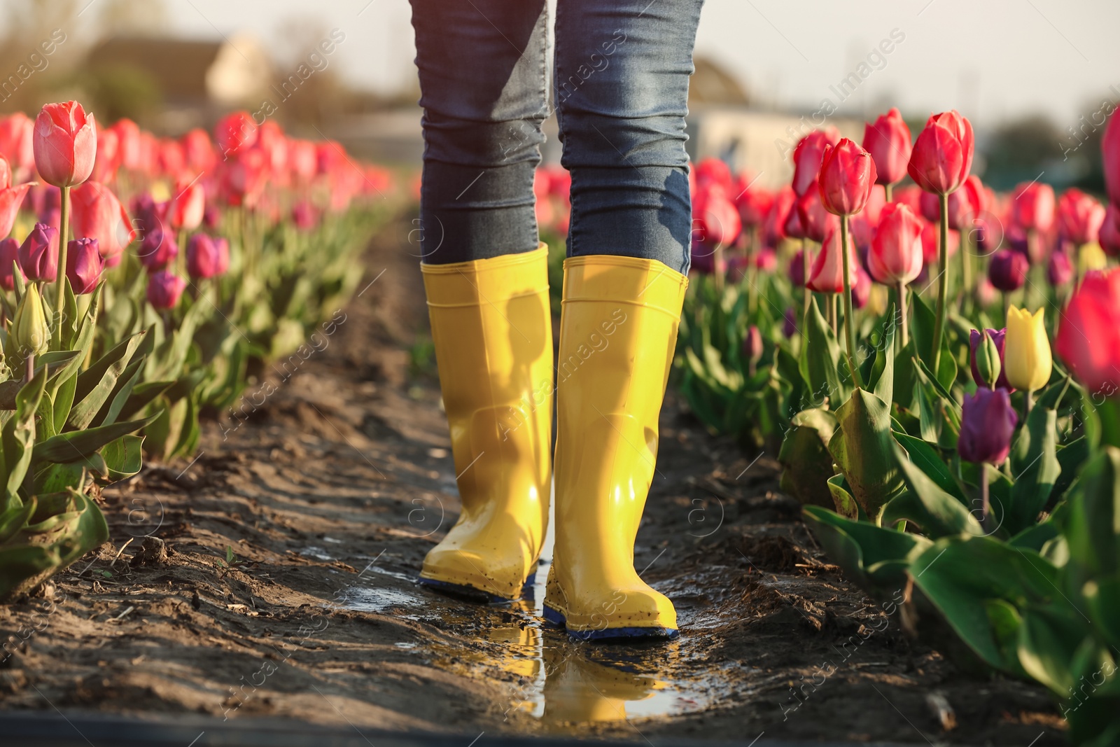 Photo of Woman in rubber boots walking across field with beautiful tulips after rain, closeup