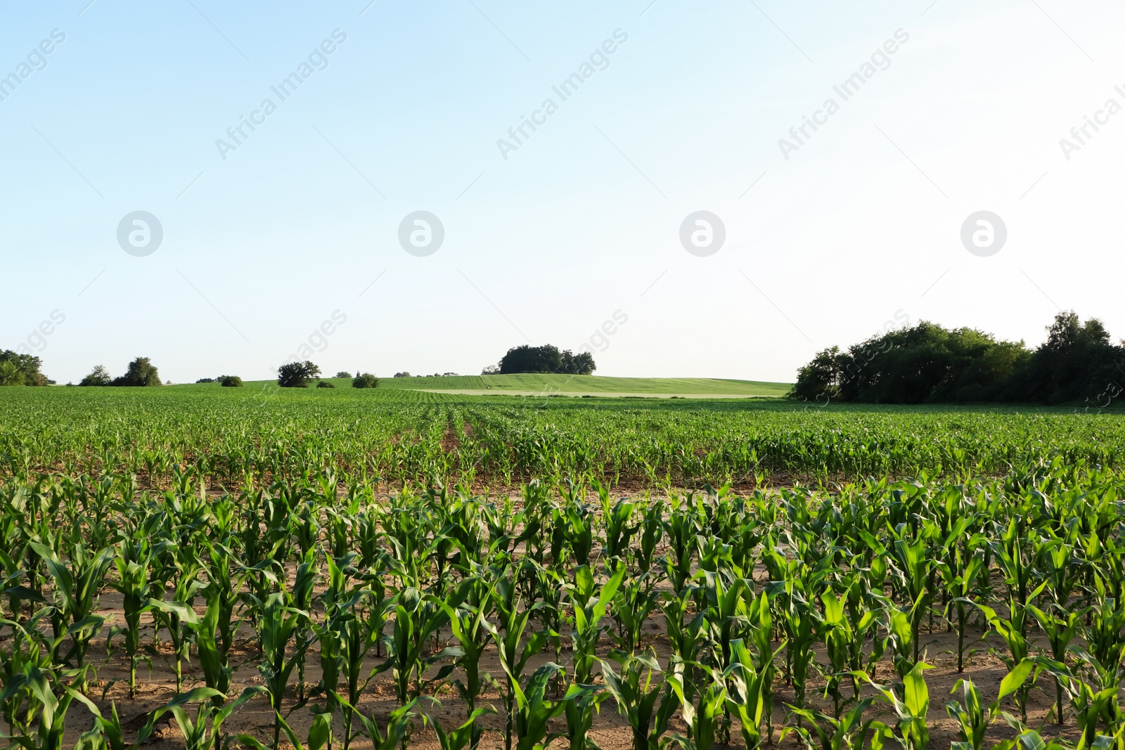 Photo of Beautiful agricultural field with green corn plants on sunny day