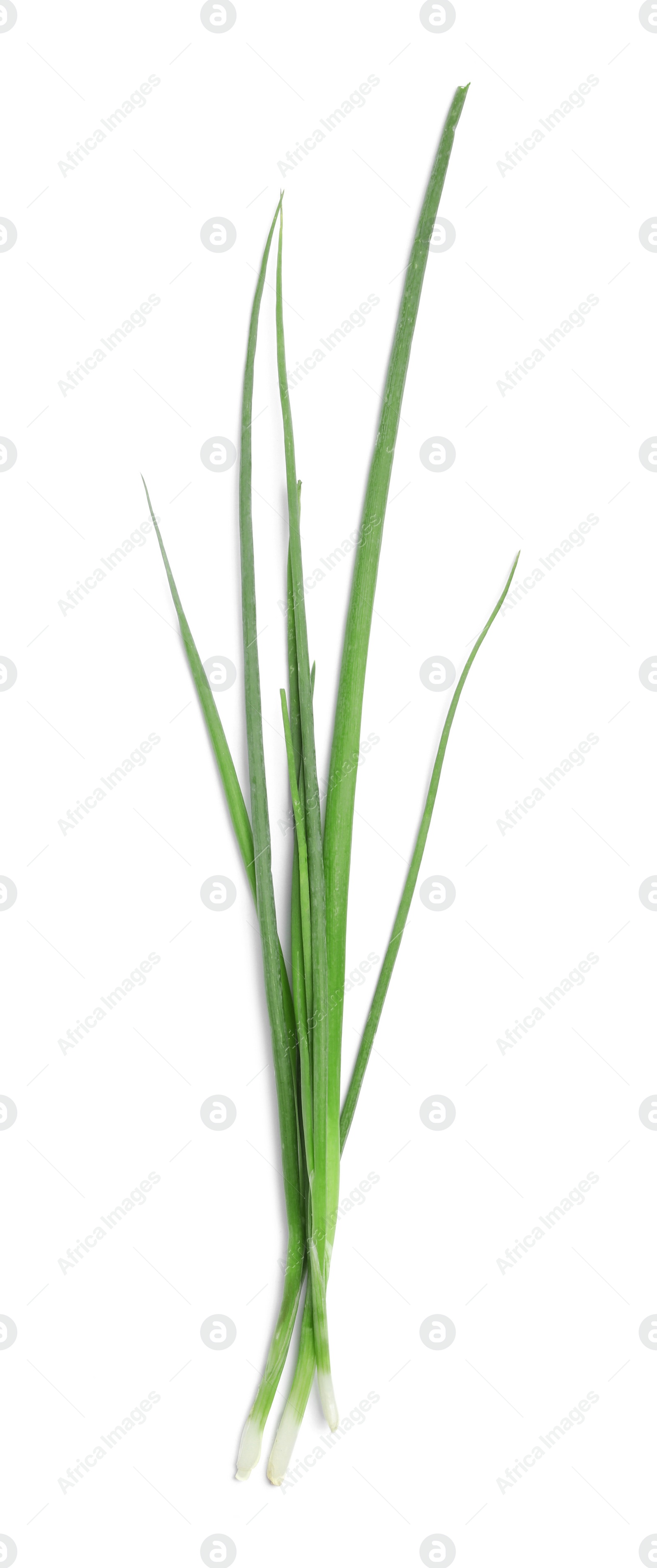 Photo of Fresh green spring onions on white background, top view