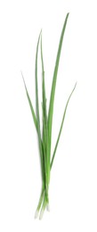 Fresh green spring onions on white background, top view