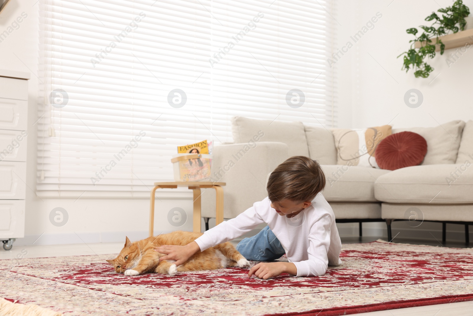 Photo of Little boy petting cute ginger cat on carpet at home