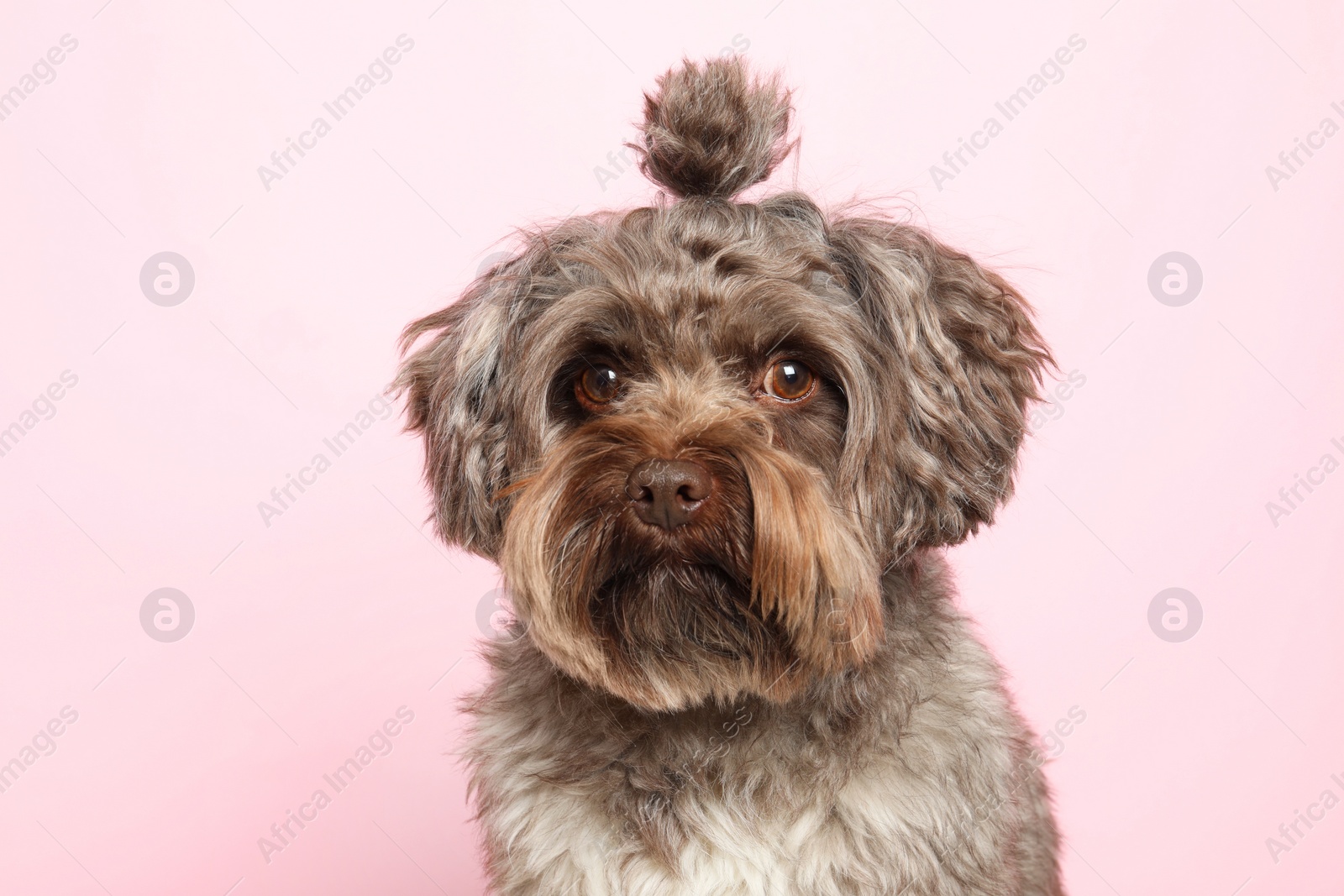 Photo of Cute Maltipoo dog on pink background. Lovely pet