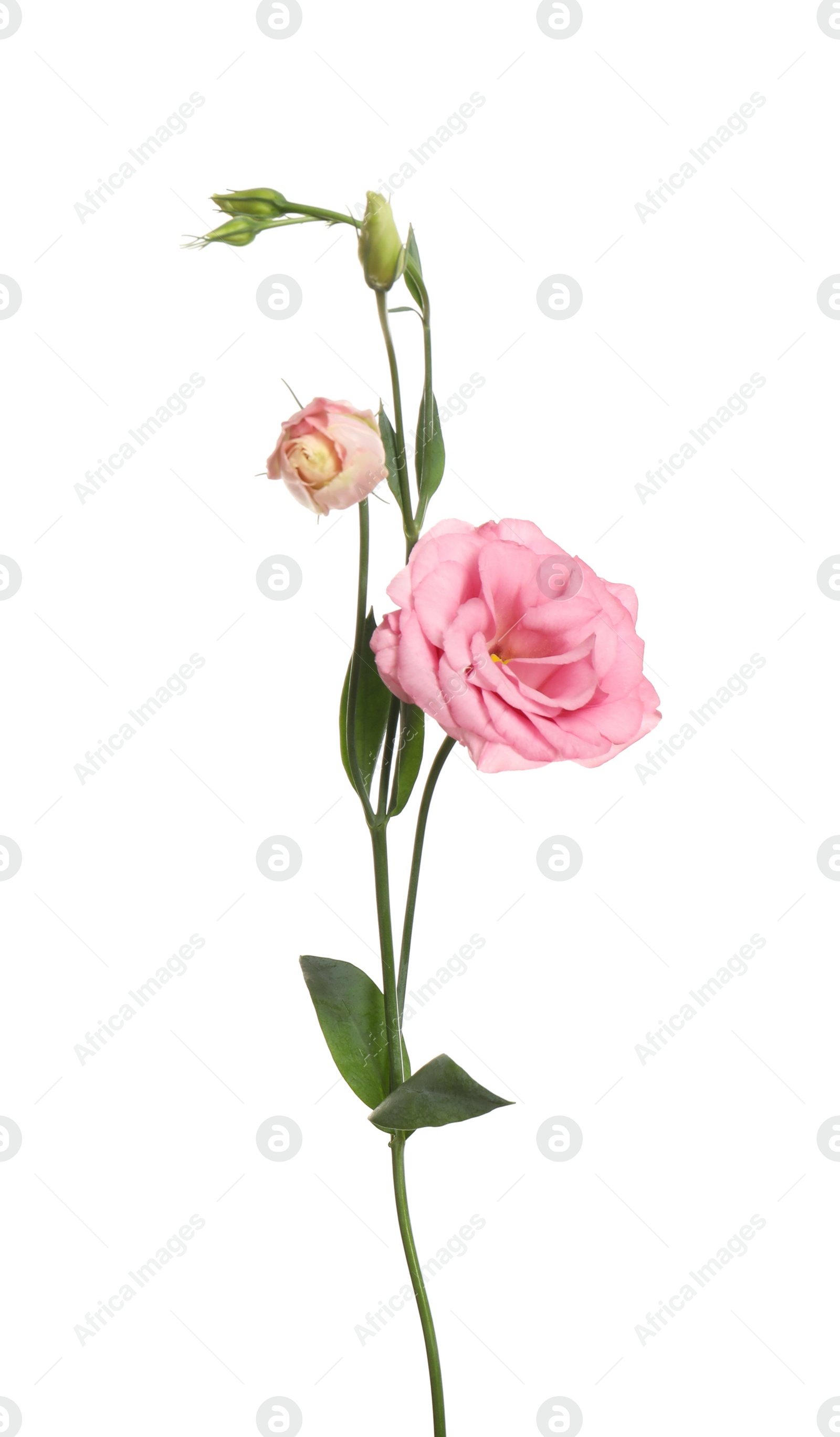 Photo of Beautiful fresh Eustoma flowers isolated on white