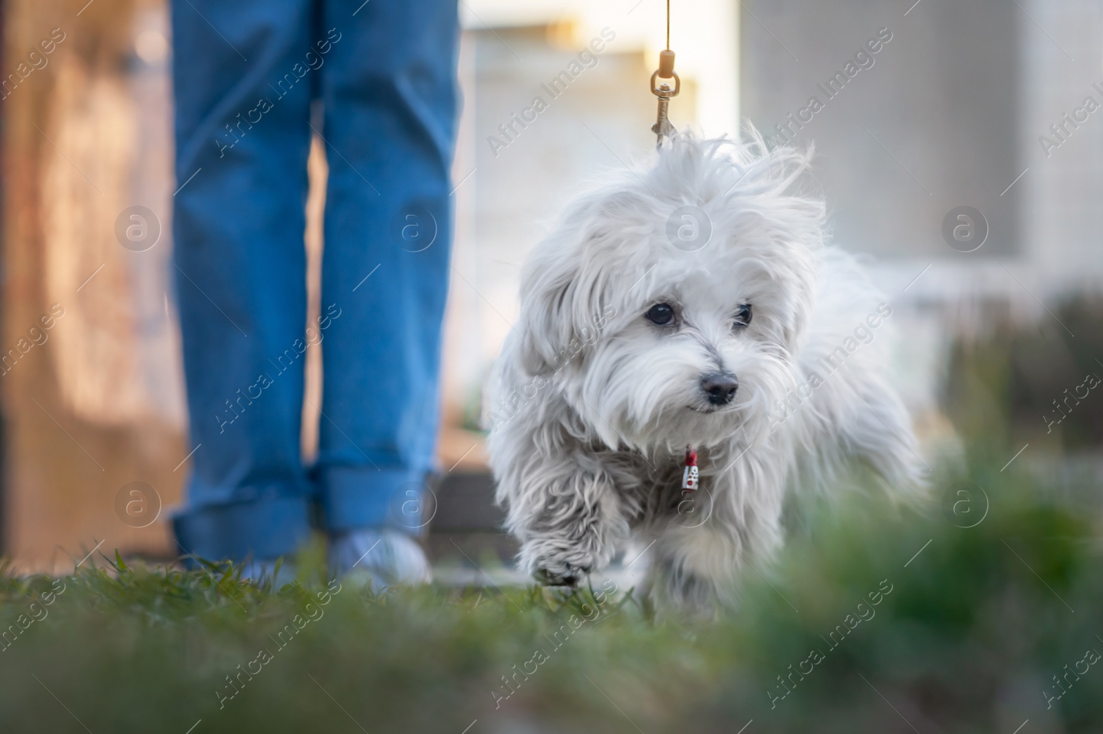 Photo of Girl with cute Maltese dog outdoors on sunny day, closeup