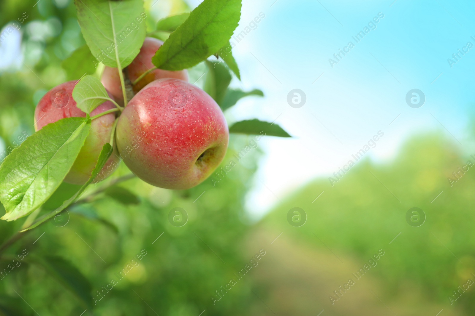 Photo of Tree branch with ripe apples in garden